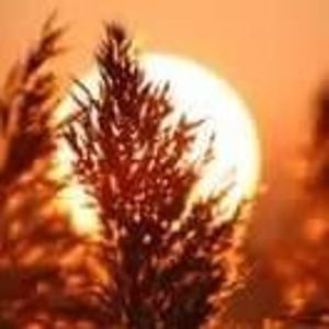 Meet your Posher, Lilly